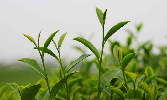 la centrale du thé - Comment préparer une bonne infusion à partir du thé en sachets ?